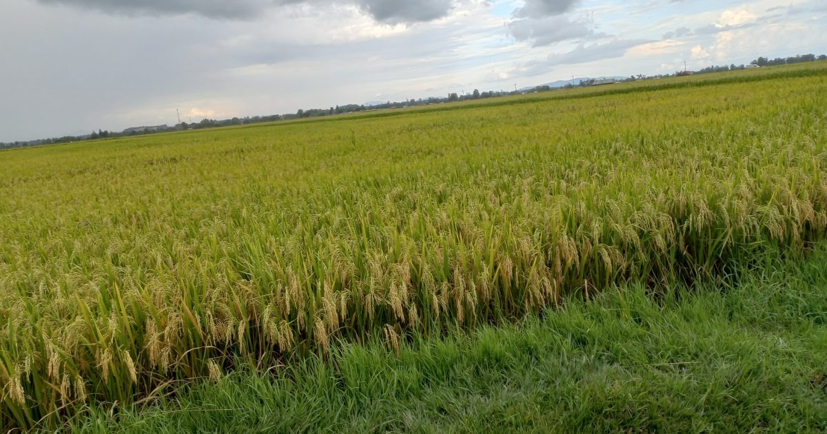 Women processing rice and by-products under Nutri-Rice project